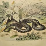 Original zoological plate of 1839 "saurian" the vipere spearhead &.....