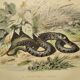 Planche zoologique originale de 1839 "saurien" la vipere fer de lance &.....