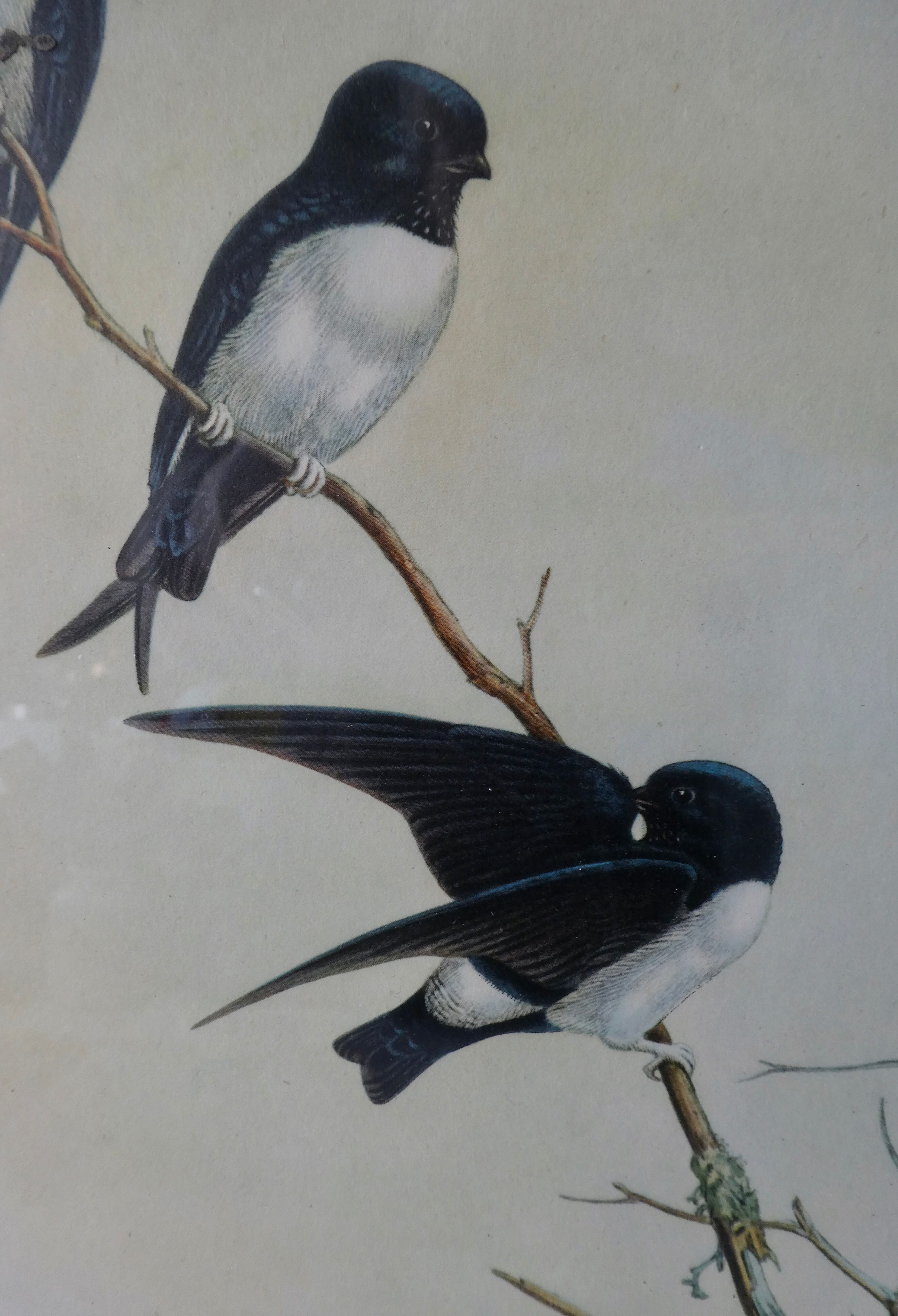 Pair of framed lithographs, birds