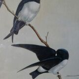 Pair of framed lithographs, birds