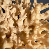 Ancient coral