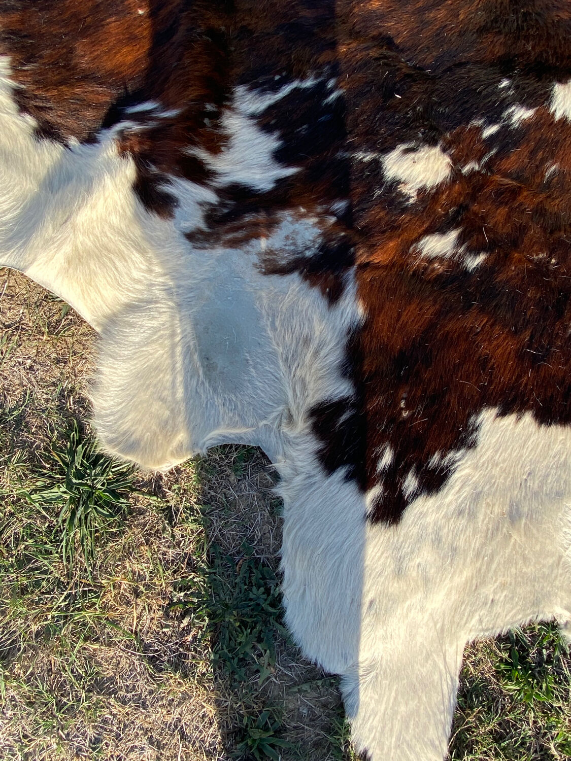 Vintage cowhide carpet