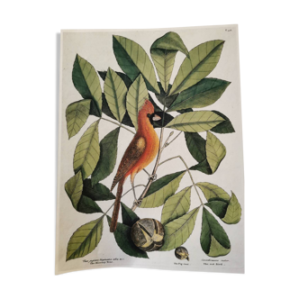 Old zoological plate