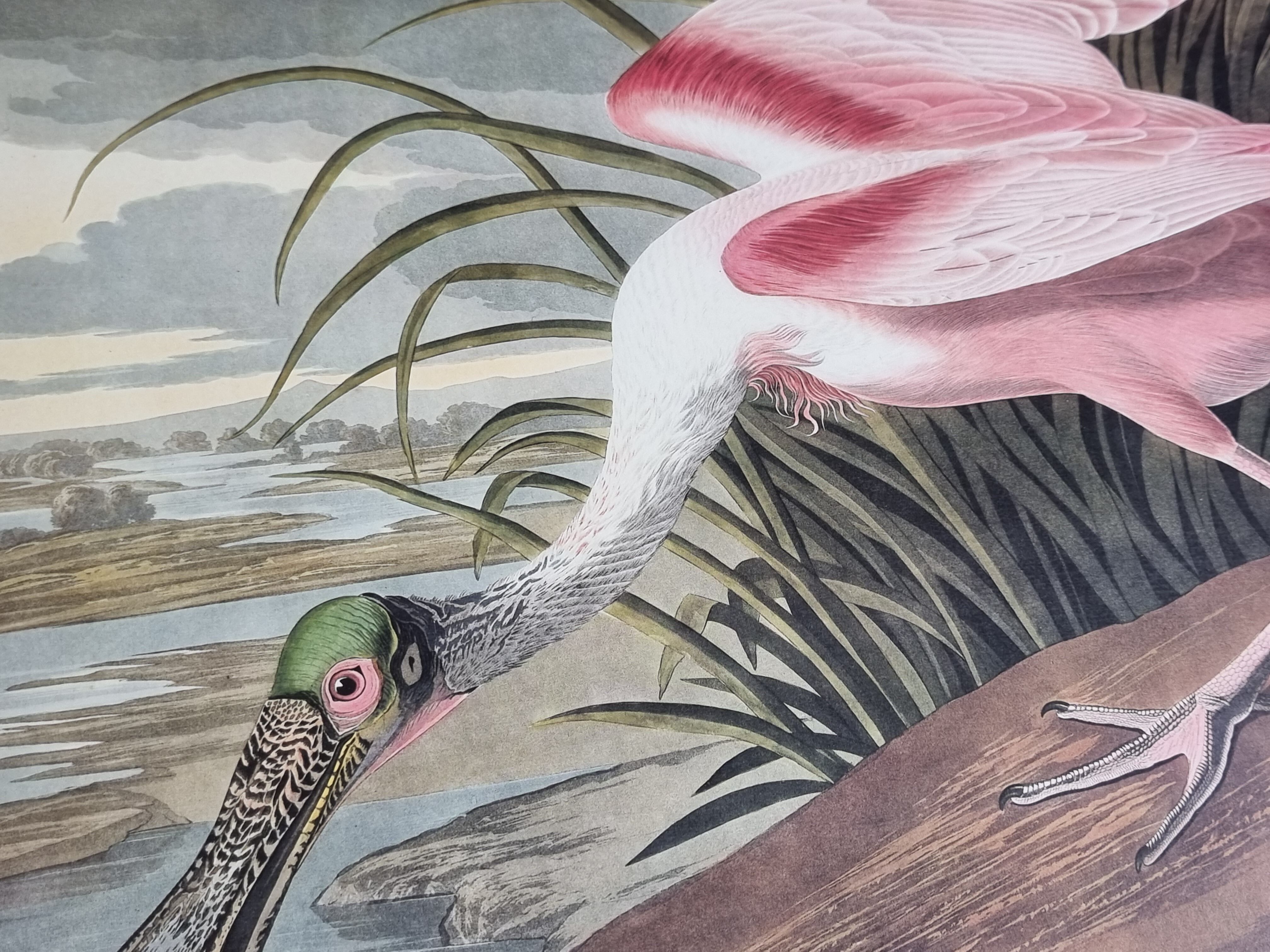 Vintage reproduction after Jean-Jacques Audubon, ornithology, Pink Spatula
