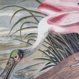 Vintage reproduction after Jean-Jacques Audubon, ornithology, Pink Spatula