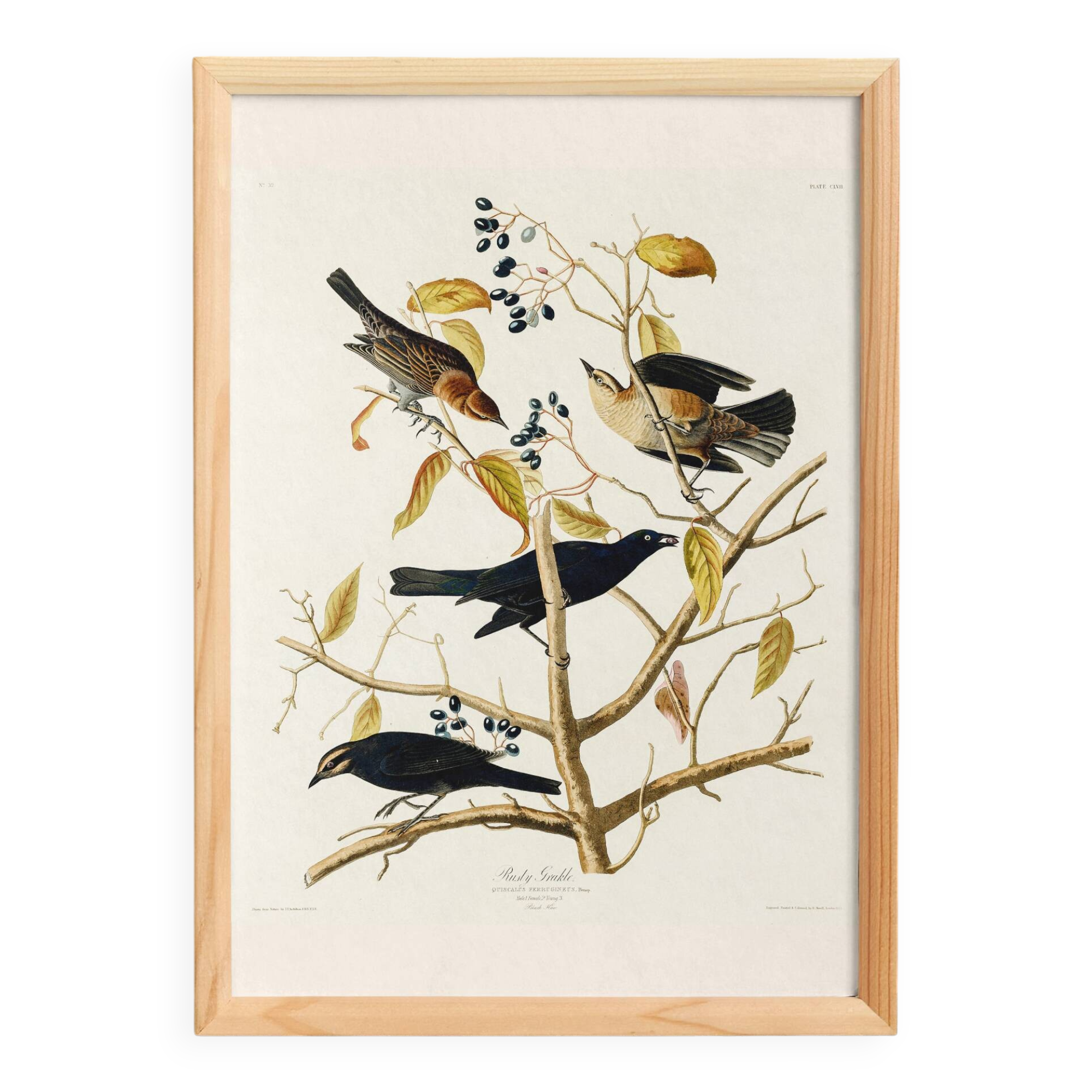 Poster about the Rusty Grackle, after an old engraving from 1827.