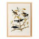 Poster about the Rusty Grackle, after an old engraving from 1827.