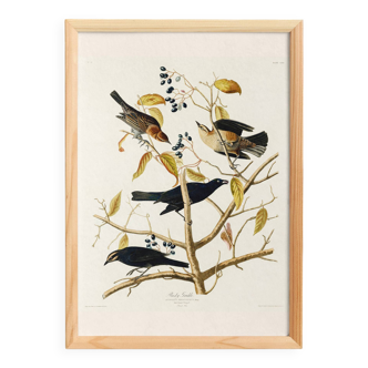 Poster about the Rusty Grackle, after an old engraving from 1827.