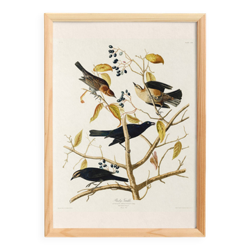 Affiche sur le Quiscale rouilleux, d’après une gravure ancienne de 1827.