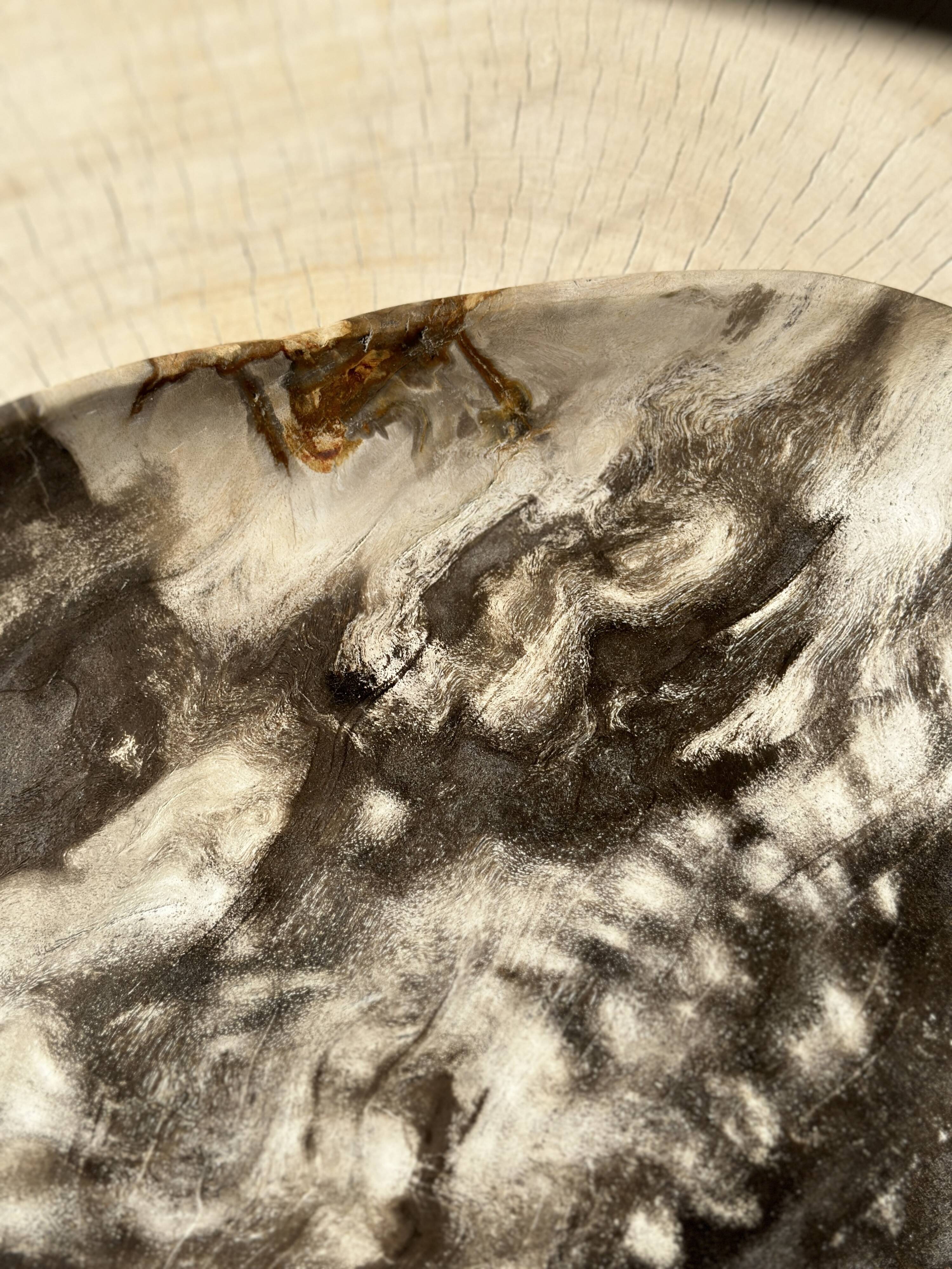 Very large empty pocket or dish in medium light petrified wood 1143