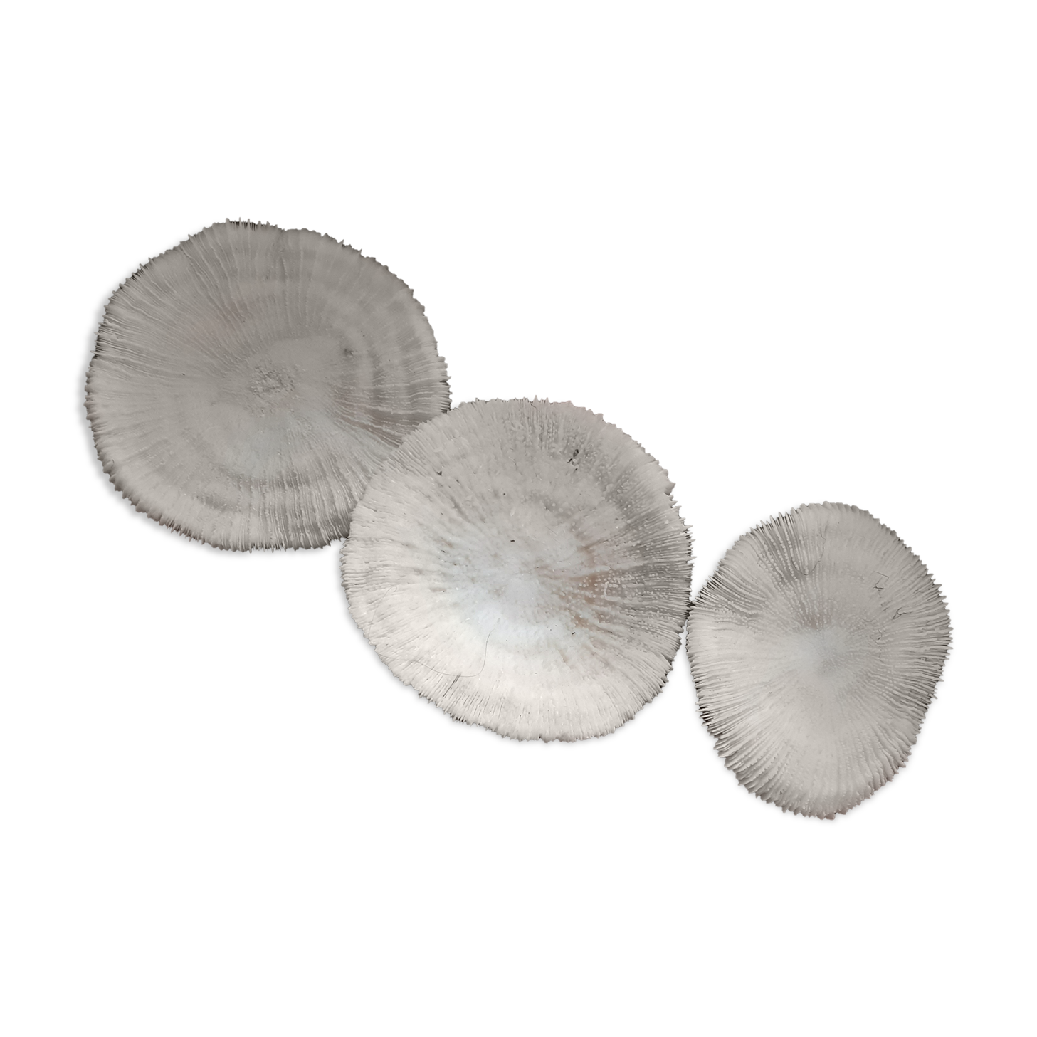 3 white and round corals