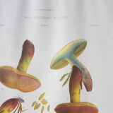 Mycological board under frame "Emile Boudier " 1910