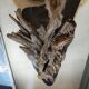 Natural wood sculptural coat rack