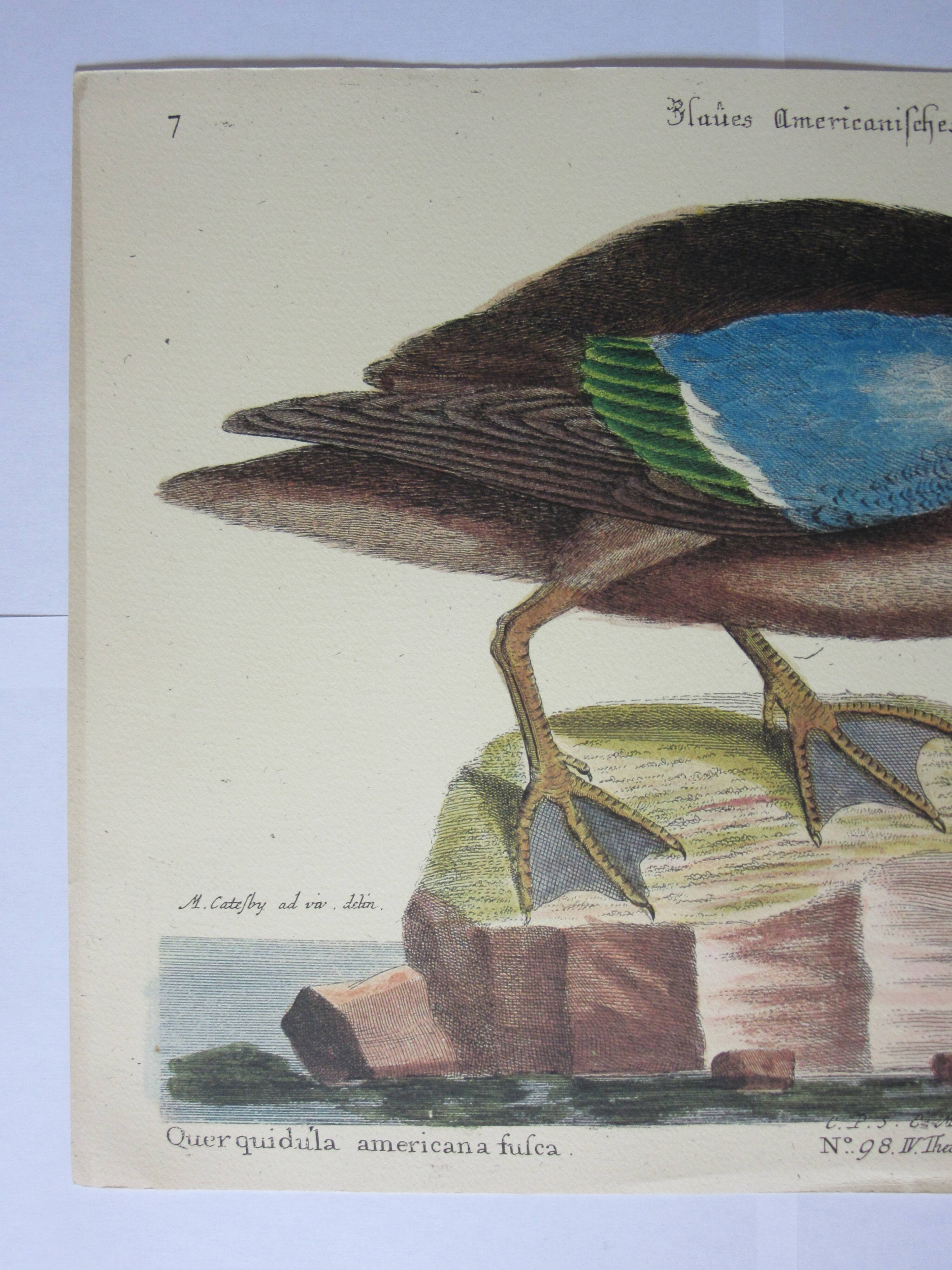 Engraving bird, brown teal, repro catesby