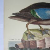 Engraving bird, brown teal, repro catesby