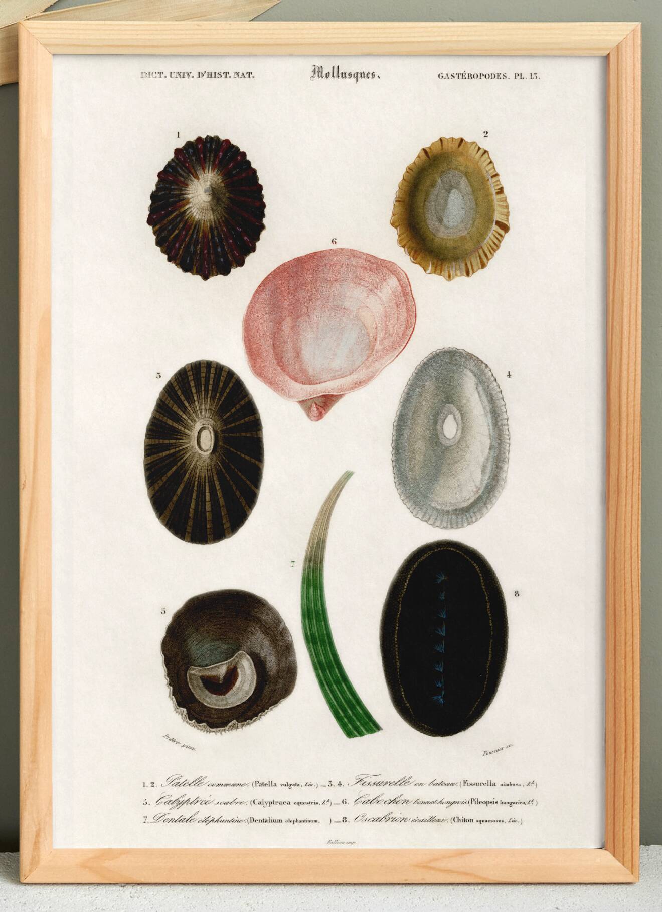 Poster on seashells and marine molluscs, based on an old engraving.