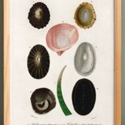 Affiche sur les coquillages et mollusque marins, d’après une gravure ancien