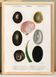 Poster on seashells and marine molluscs, based on an old engraving.