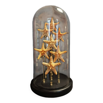 Cabinet of Curiosities globe with starfish protoreaster nodosus