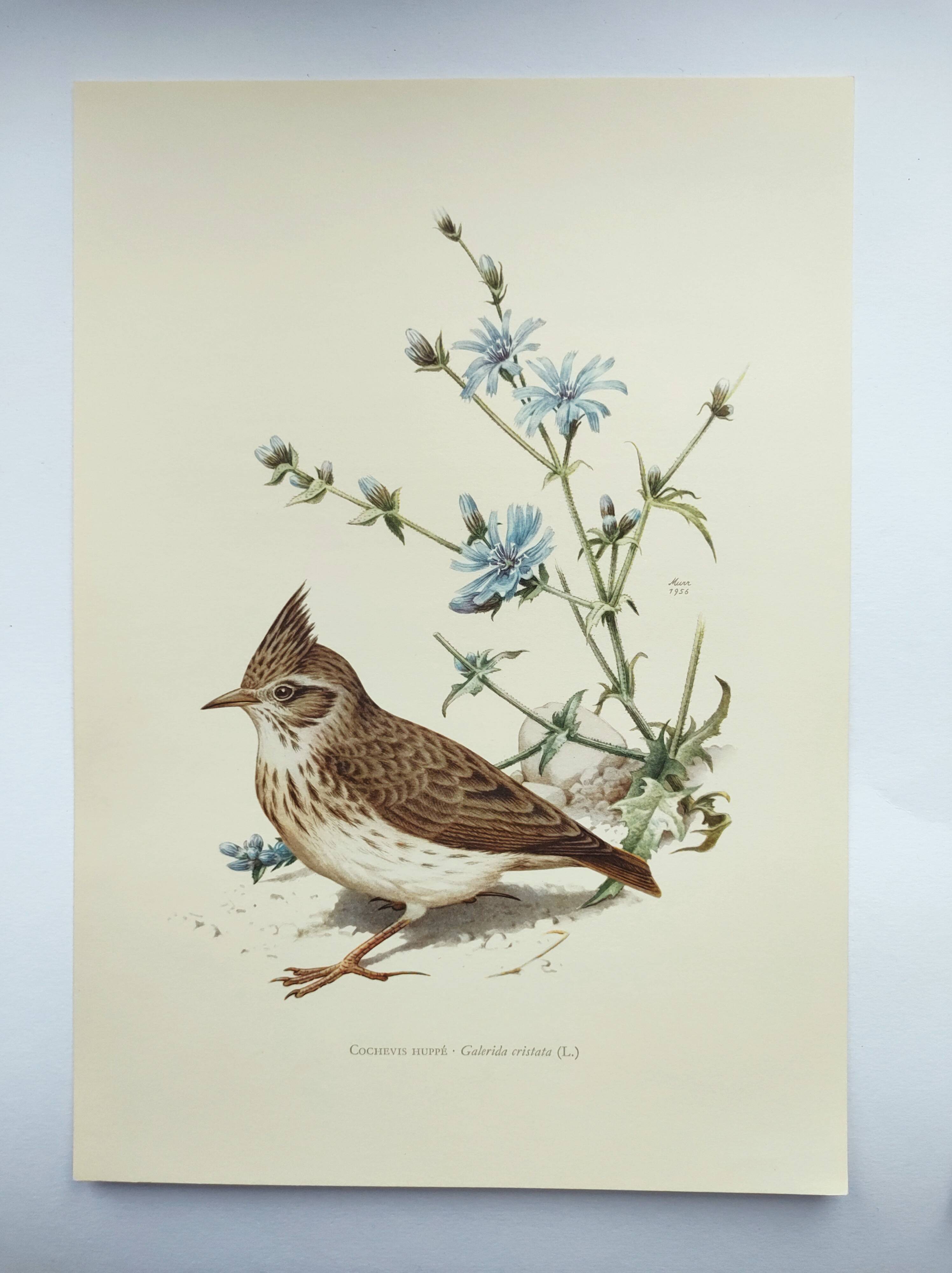 Old bird board 1960s - Crested Cochevis - Zoology and ornithology image