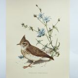 Old bird board 1960s - Crested Cochevis - Zoology and ornithology image
