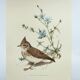 Old bird board 1960s - Crested Cochevis - Zoology and ornithology image