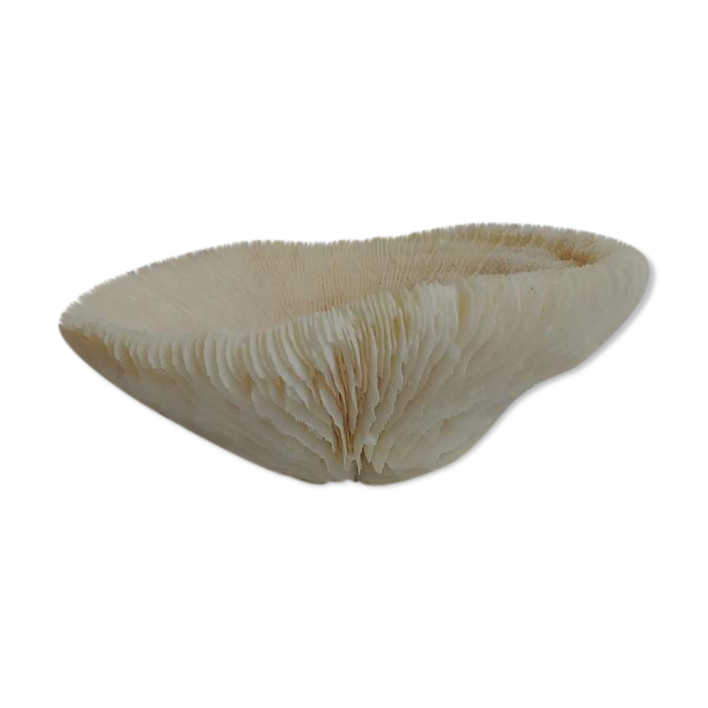 Mushroom Coral (Corail Fungia)
