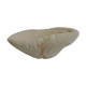 Mushroom Coral (Corail Fungia)