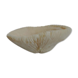 Corail champignon (Corail Fungia)