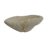 Mushroom Coral (Corail Fungia)