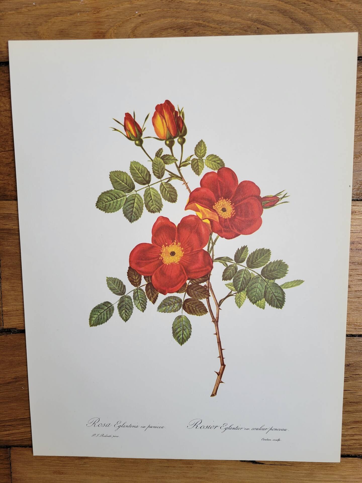 Botanical plate Wild Rose, P.J. Redouté, 1960