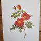 Botanical plate Wild Rose, P.J. Redouté, 1960