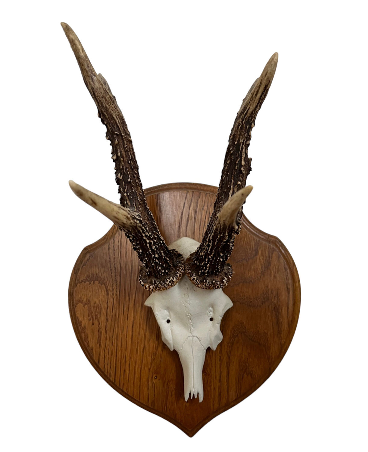 Vintage trophy deer antler