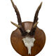 Vintage trophy deer antler