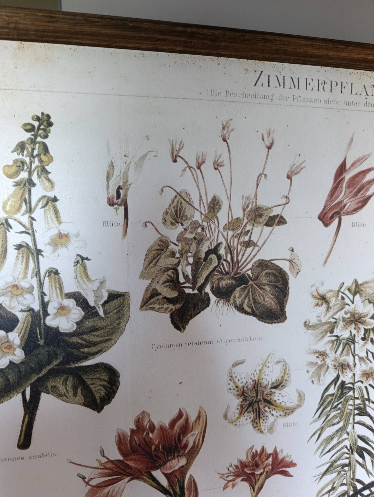 wall poster reproduction of an antique botanical plate