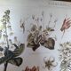 wall poster reproduction of an antique botanical plate