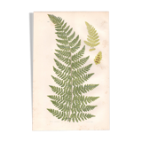 Gravure botanique de 1889 - Fougère dentelle par A. Pratt- ancienne planche