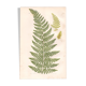 Gravure botanique de 1889 - Fougère dentelle par A. Pratt- ancienne planche