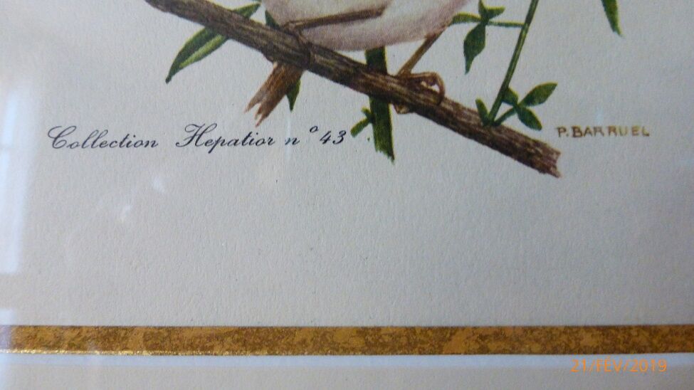 Bird - collection Hepatior N ° 43