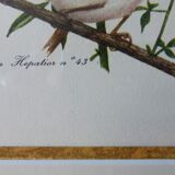 Bird - collection Hepatior N ° 43