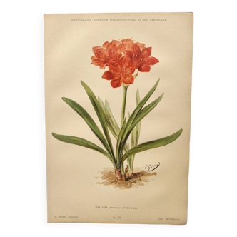 Affiche botanique 1899 - Amaryllis - Gravure ancienne vintage