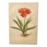 Botanical poster 1899 - Amaryllis - Old vintage engraving