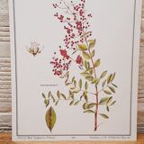 Botanical board Henna