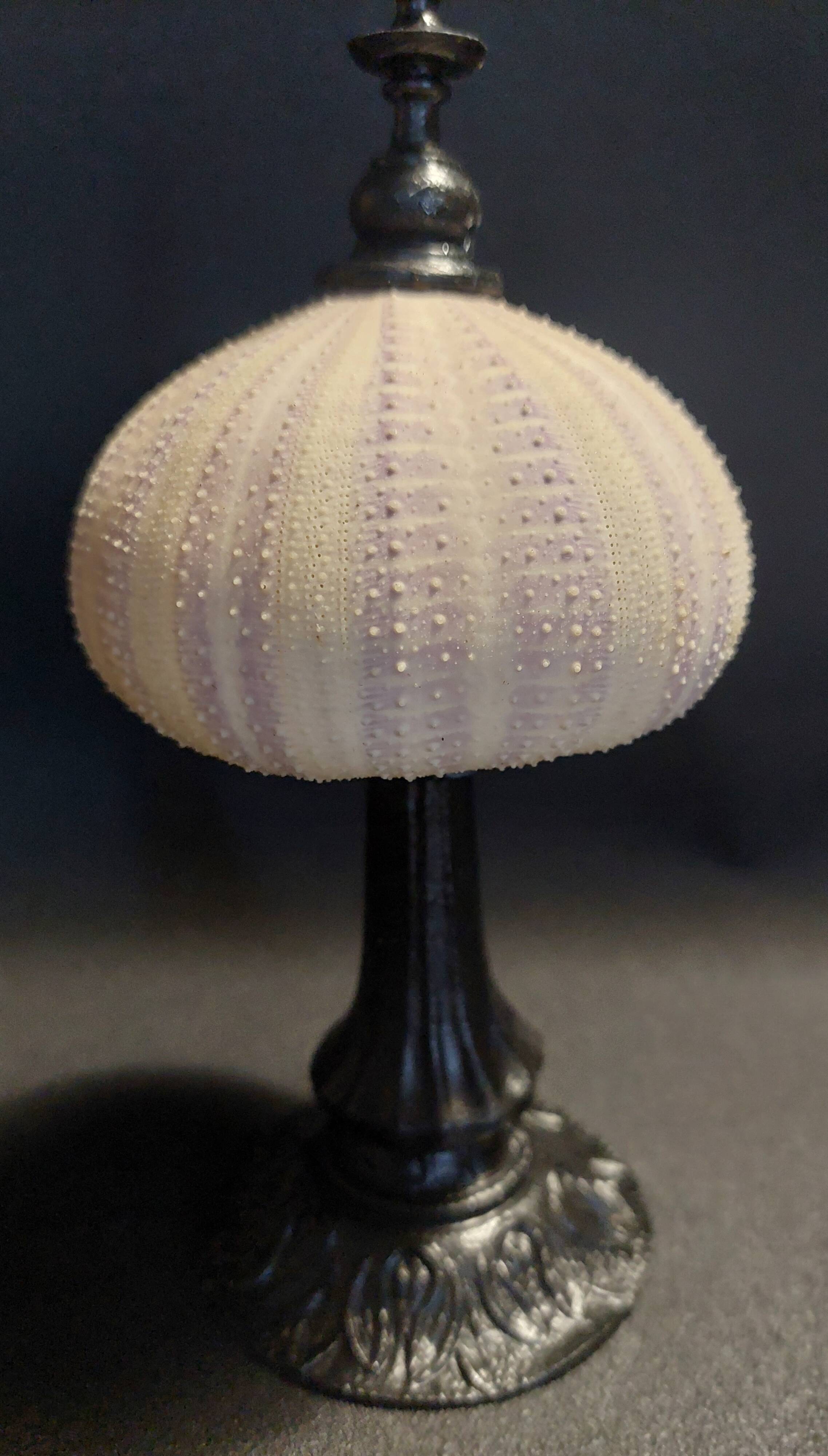 Cabinet of Curiosities sea urchin priest's bonnet tripneustes gratilla on a pedestal