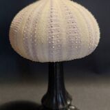 Cabinet of Curiosities sea urchin priest's bonnet tripneustes gratilla on a pedestal