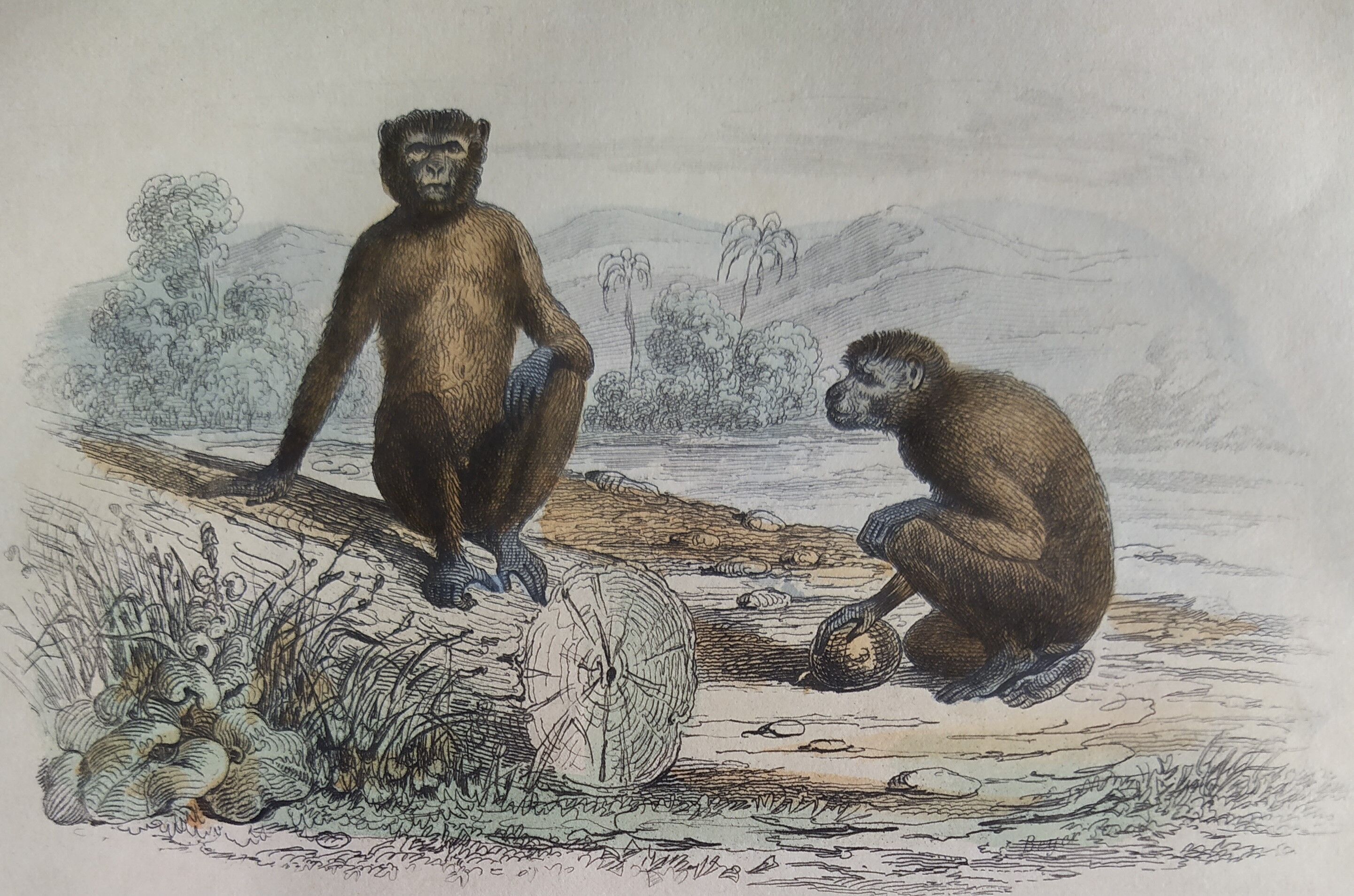 Original zoological board "Magot - Grand Papion - Ouanderou" Buffon 1840