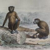 Original zoological board "Magot - Grand Papion - Ouanderou" Buffon 1840