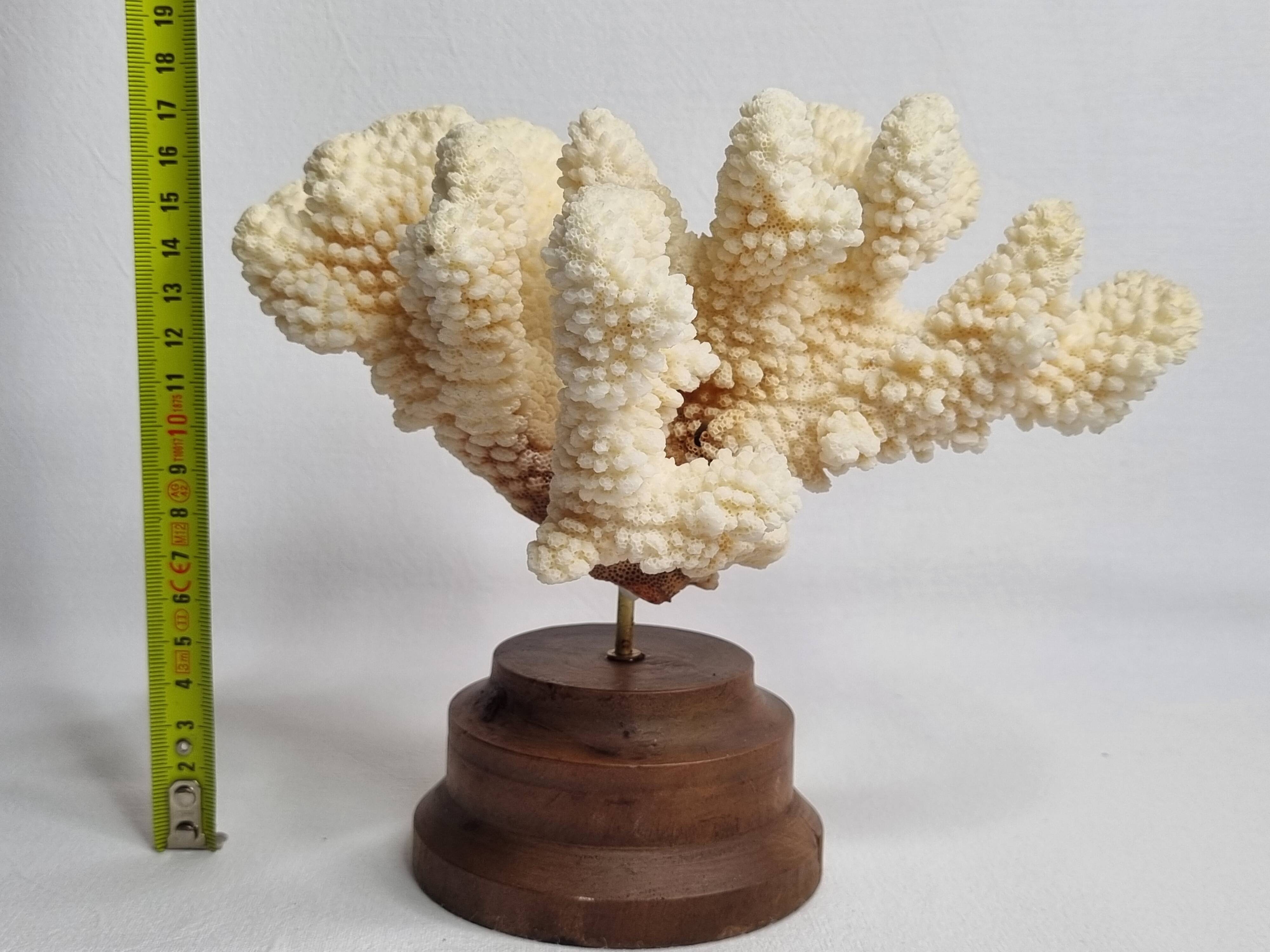 Antique natural coral mounted on turned wooden base, 17 cm