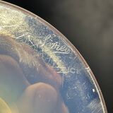 Medium opaline soliflore
