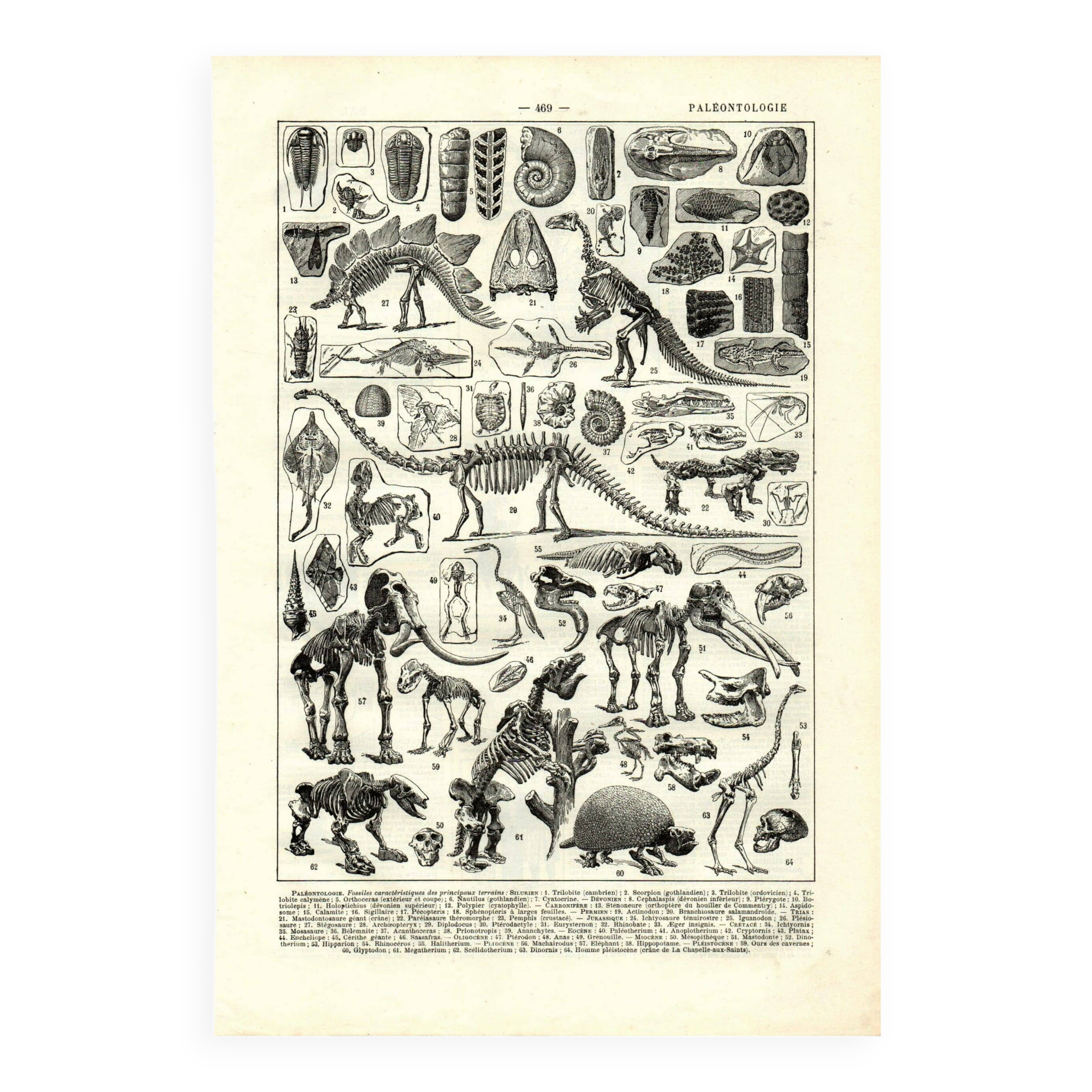 Antique engraving from 1923 - Paleontology, fossils - Vintage plate